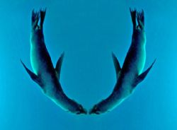 ~ Dancing Sea Lions ~ by Jeannette Howard 
